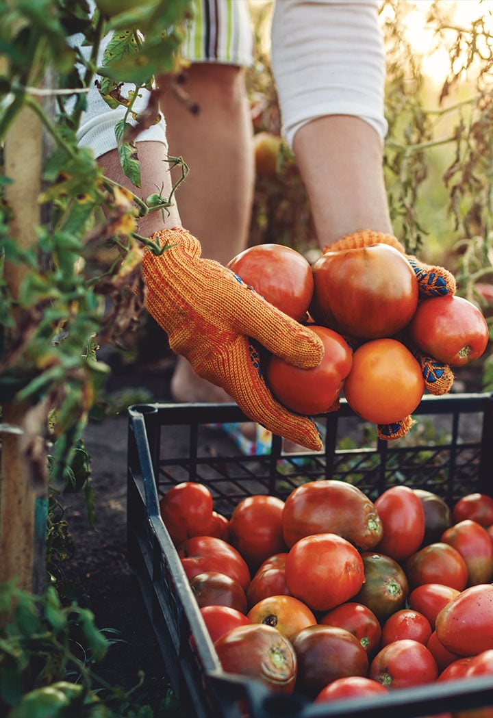 accompagnement-agriculture-2-hellio