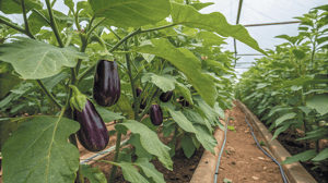 exploitation-aubergines-serres-agriculture