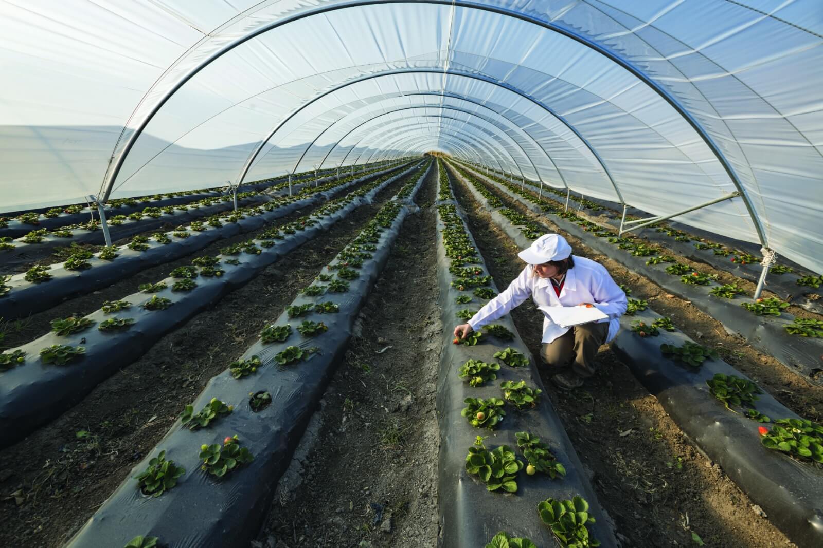 L’agriculture face au défi de la transition énergétique : les solutions Hellio