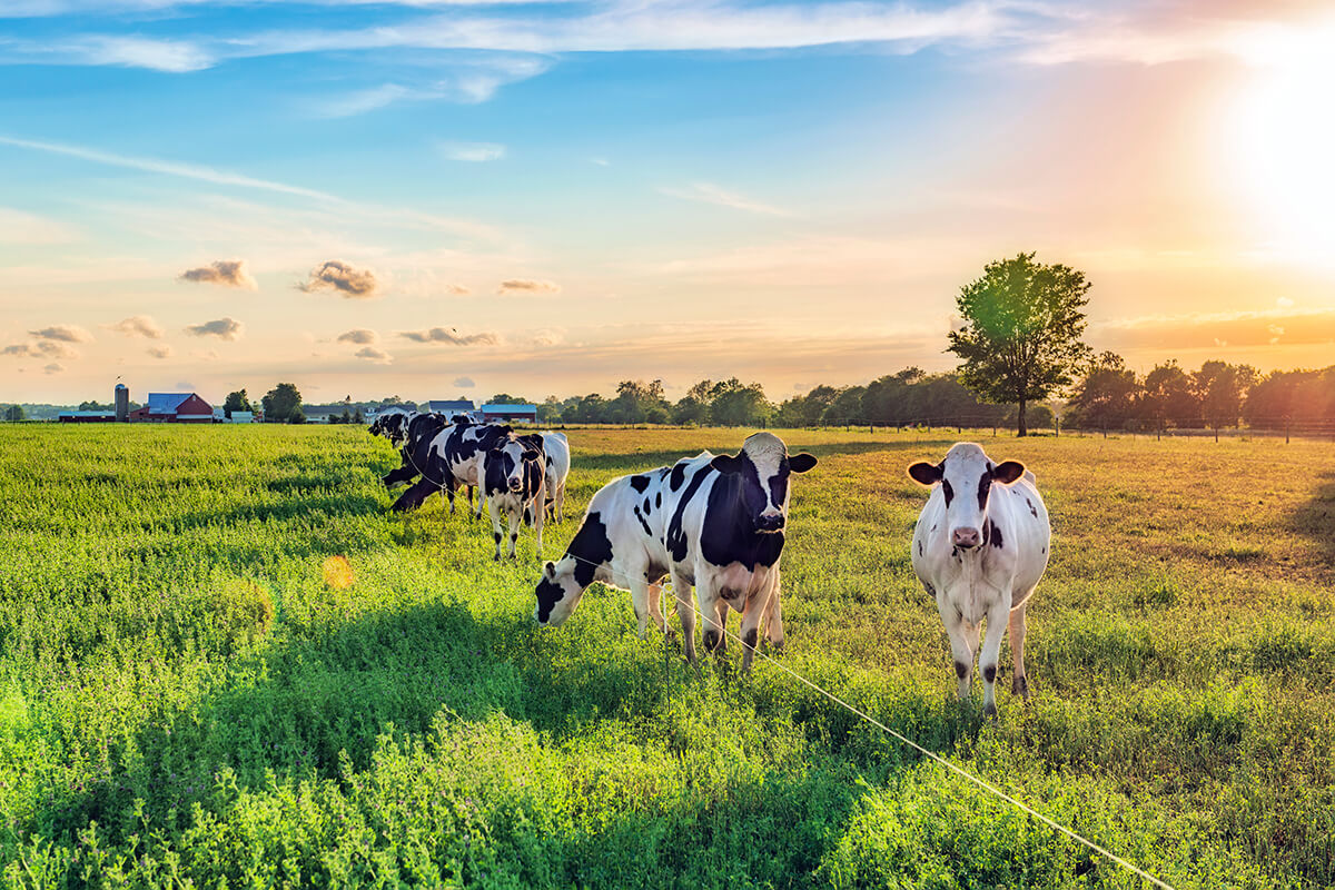Bilan carbone de l’agriculture : chiffres-clés, enjeux, méthode