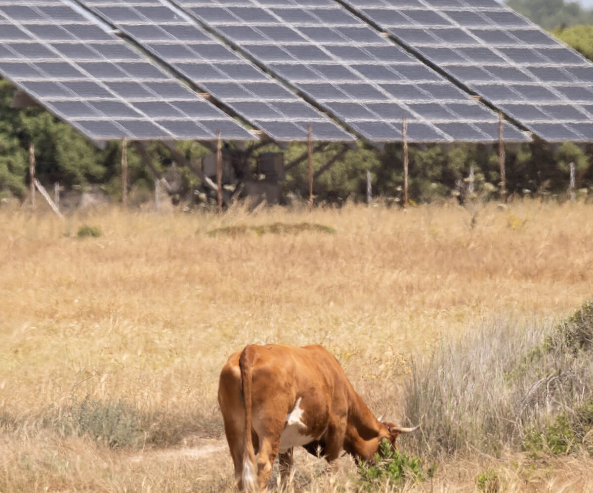 Agrivoltaïsme : l'énergie solaire photovoltaïque au service de l'agriculture