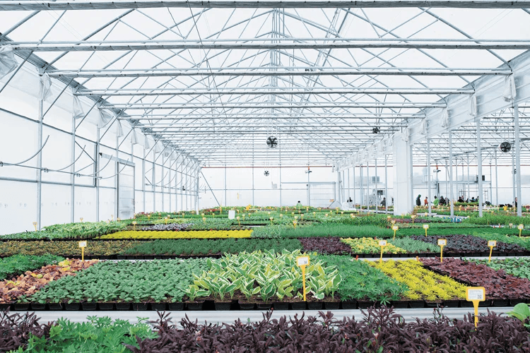 Pompe à chaleur pour serres maraîchères ou horticoles : la ...
