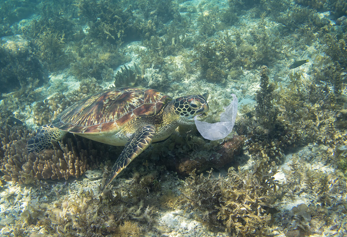 Hellio, engagé contre la pollution plastique qui touche nos océans, aux côtés de Steve Stievenart